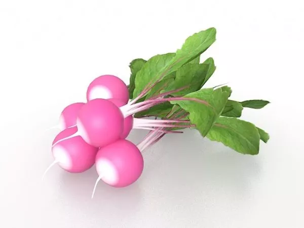 Flower Radish Vegetable 3d model Flower Radish Vegetable 3d model