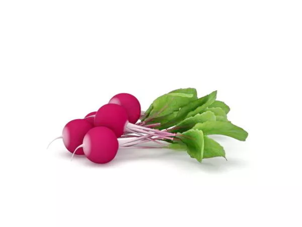 Nature Radishes With Leaves 3d model Nature Radishes With Leaves 3d model