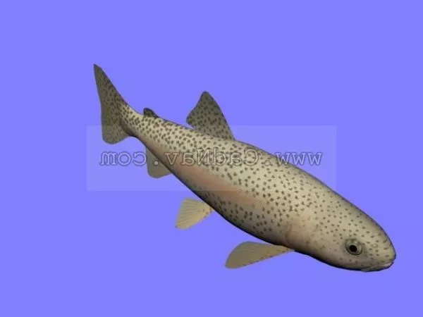 Animal Rainbow Trout 3d model Animal Rainbow Trout 3d model