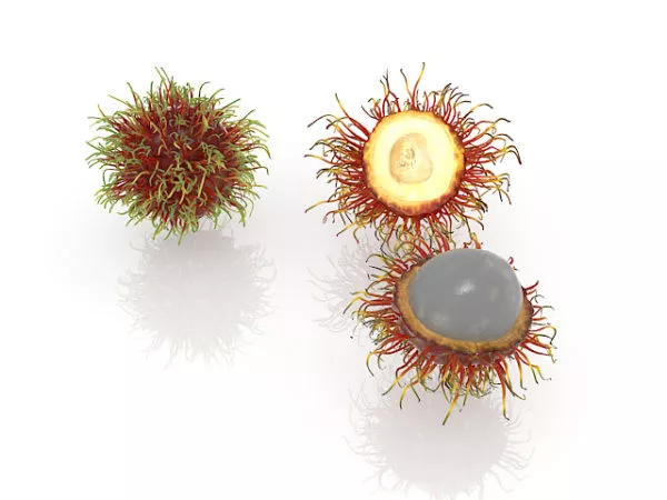 Nature Rambutan Fruit 3d model Nature Rambutan Fruit 3d model