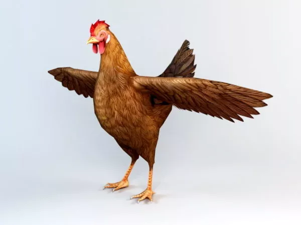 Red Hen Chicken 3d model Red Hen Chicken 3d model
