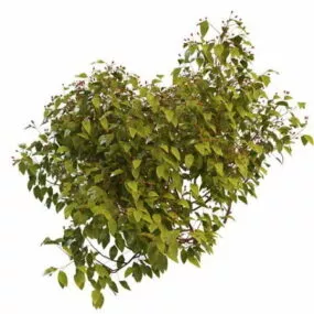 Outdoor Red Berry Plant 3d model