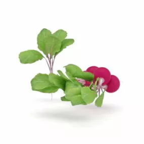 Red Radish With Leaf Vegetables 3d model