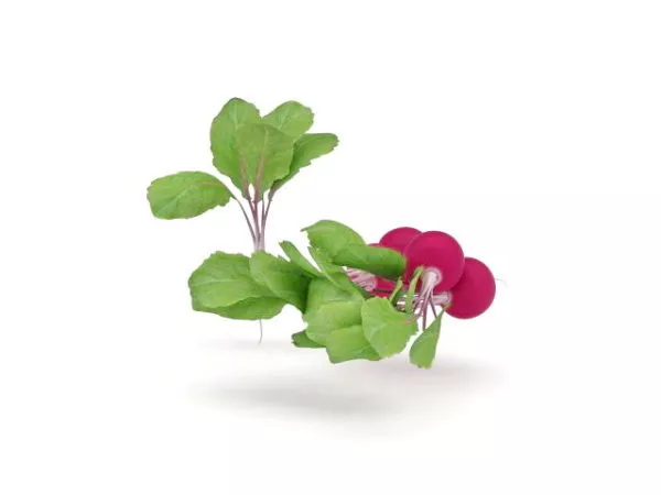 Red Radish With Leaf Vegetables 3d model Red Radish With Leaf Vegetables 3d model