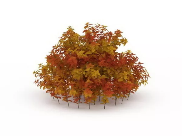 Garden Plant Red Shrubs 3d model Garden Plant Red Shrubs 3d model