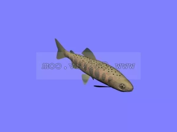 Amago Salmon River Fish 3d model