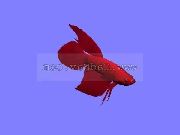 Bluegill Fish 3d model