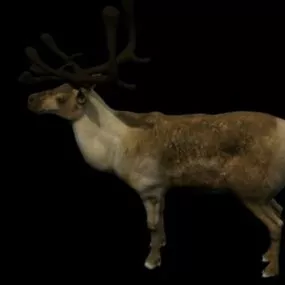 Animal Reindeer 3d model
