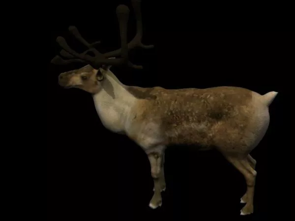 Animated Elk Rig With Rig 3d model