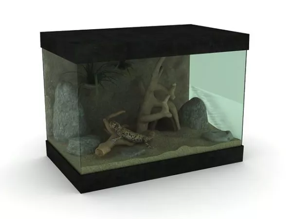 Colorful Lizard 3d model