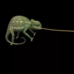 Wild Reptiles Chameleon 3d model