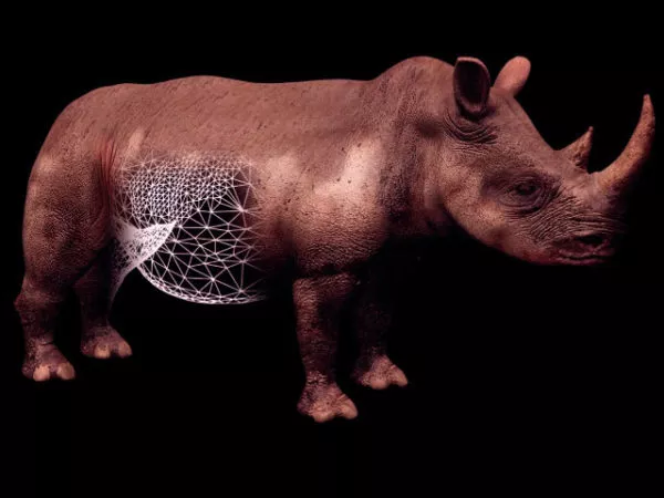 Animated Rhinoceros Rigged 3d model