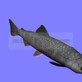 Animal Rooved Razor-fish 3d model