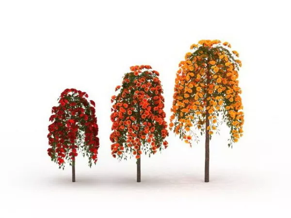 Plant Of Rose Trees With Three Colors 3d model Plant Of Rose Trees With Three Colors 3d model