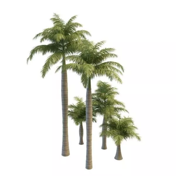 Royal Palm Garden Trees 3d model Royal Palm Garden Trees 3d model