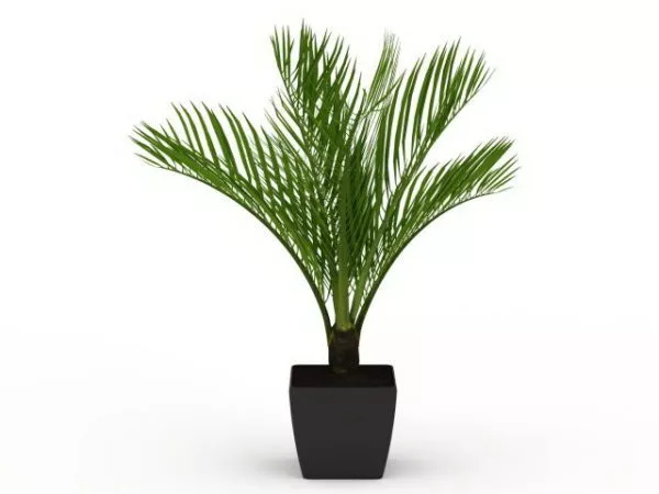 Desert Palm 3d model