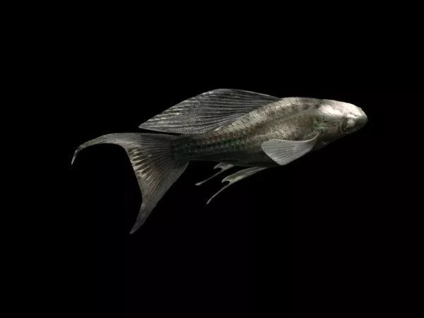 Animal Sailfin Molly Fish 3d model Animal Sailfin Molly Fish 3d model