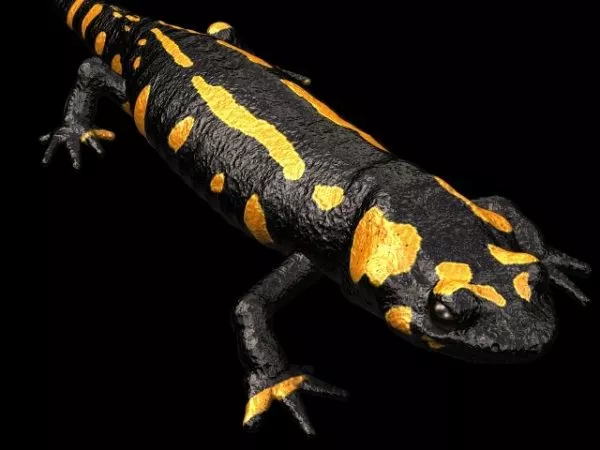 Animal Salamander 3d model Animal Salamander 3d model
