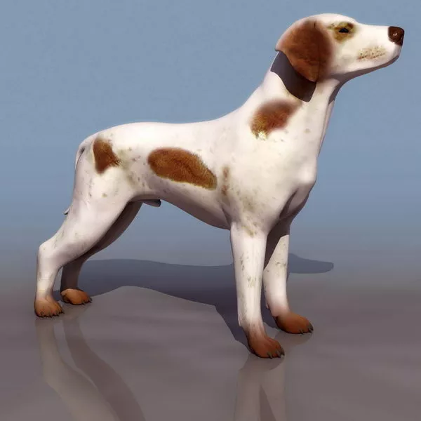 Animal Scotland Shepherd Dog 3d model Animal Scotland Shepherd Dog 3d model