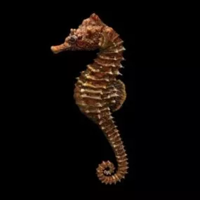 Animal Seahorse 3d model