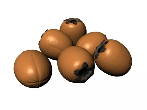 Avocado Tropical Fruit 3d model