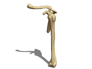 Anatomy Shoulder Bones 3d model Anatomy Shoulder Bones 3d model