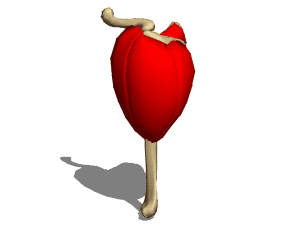 Dna Molecule Structure 3d model