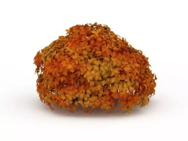 Plant Shrub In Fall Leaves Color 3d model Plant Shrub In Fall Leaves Color 3d model