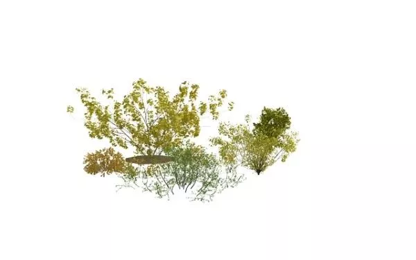 Shrubs Bushes Landscape Plant 3d model Shrubs Bushes Landscape Plant 3d model