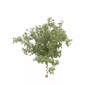 Garden Shrubs For Landscape 3d model