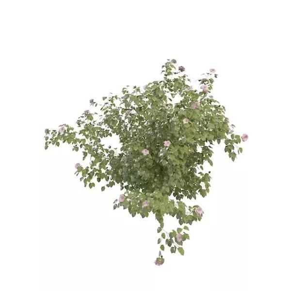 Red Berry Bushes Plant 3d model