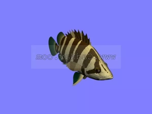 Red Turquoise Fish 3d model
