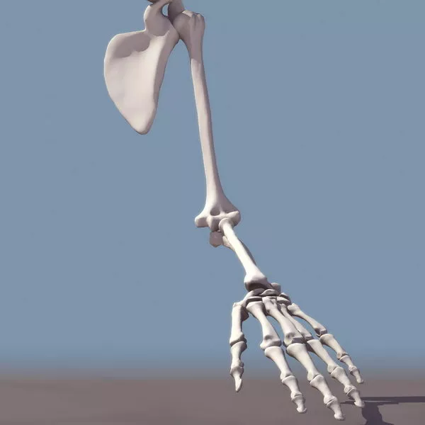 Dna Structure 3d model