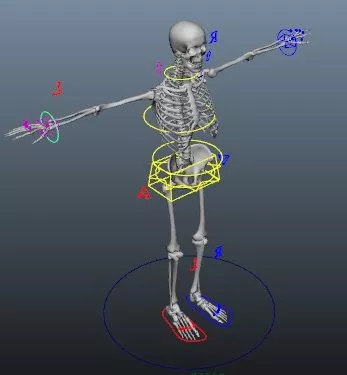 Anatomy Skeleton Rigging 3d model Anatomy Skeleton Rigging 3d model