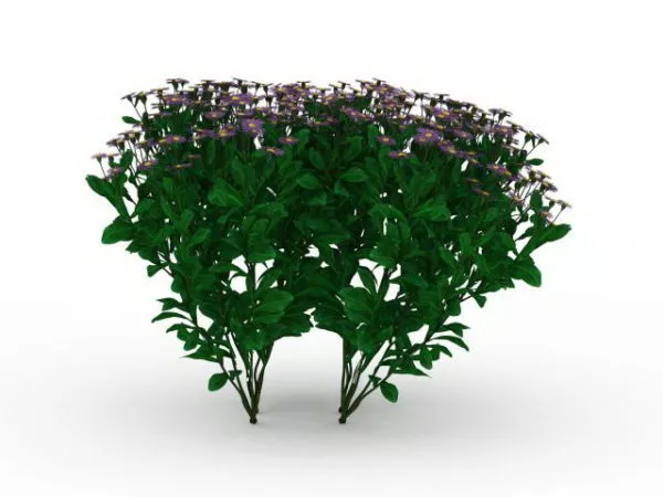 Garden Small Herb Purple Flowers 3d model Garden Small Herb Purple Flowers 3d model