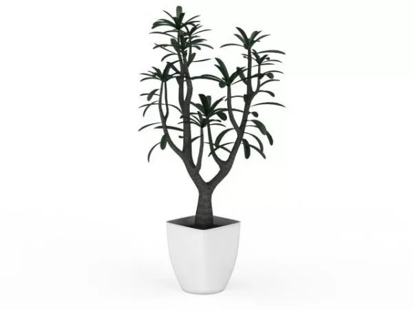 Indoor Garden Small Potted Plant 3d model Indoor Garden Small Potted Plant 3d model