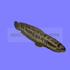 Snakehead Taiwan Loach Animal 3d model