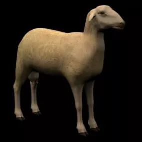 Animal Spanish Sheep Ovis Aries 3d model