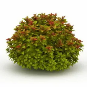 Spiraea Japonica Outdoor Plant 3d model