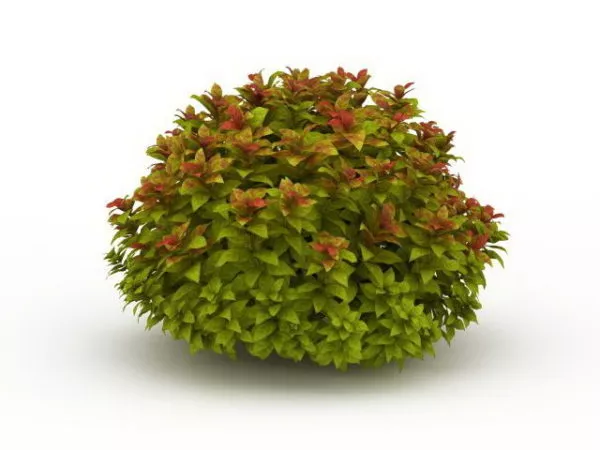 Red Berry Bushes Plant 3d model