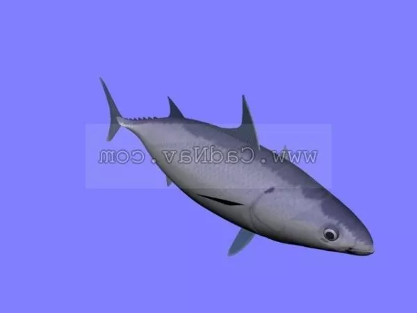 Splitfin Flashlightfish Animal 3d model Splitfin Flashlightfish Animal 3d model