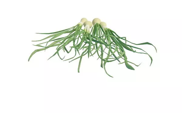 White Radish Carrot 3d model