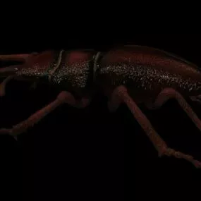 Animal Stag Beetle 3d model