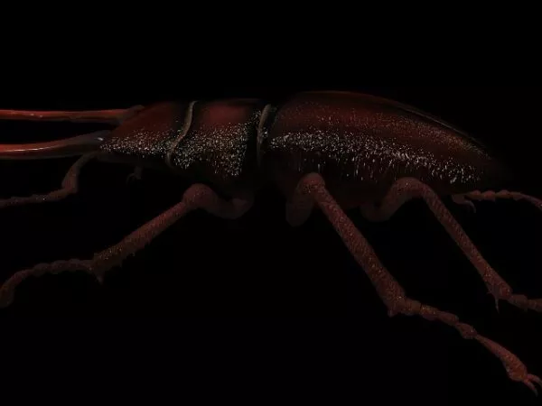 Animal Stag Beetle 3d model Animal Stag Beetle 3d model