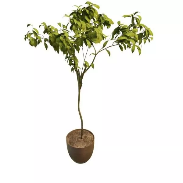 Sweet Bay Plant Tree Pot 3d model Sweet Bay Plant Tree Pot 3d model