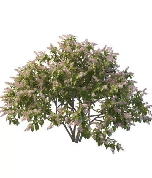 Syringa Plant Tree 3d model Syringa Plant Tree 3d model