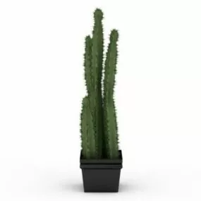 Potted Cactus Indoor Plants 3d model