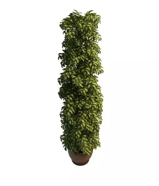 Outdoor Tall Potted Plant 3d model Outdoor Tall Potted Plant 3d model