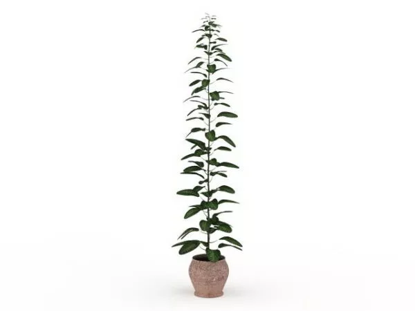 Outdoor Tall Potted Plants 3d model Outdoor Tall Potted Plants 3d model