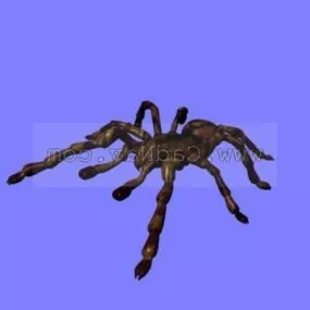 Tarantula Animal 3d model